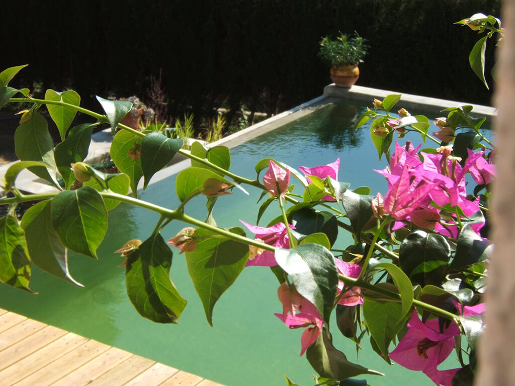 Jardines acuáticos - Casa Bigues