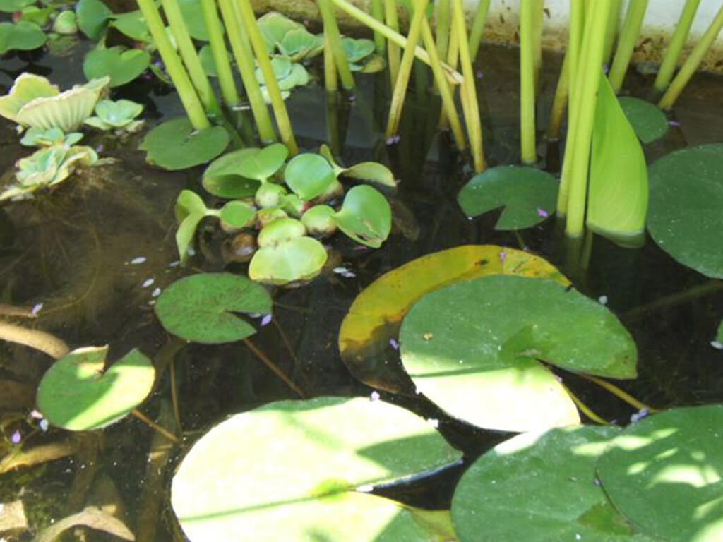 Jardines acuáticos - Casa Manel