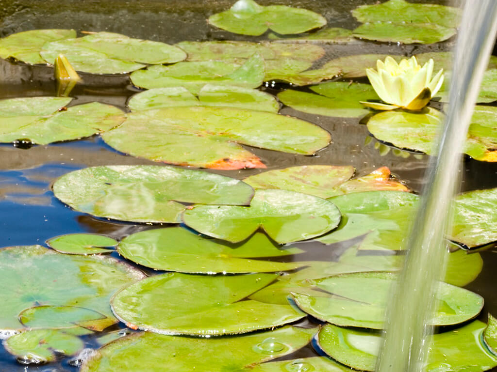 Jardins aquàtics - Casa Taylor