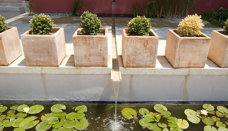 Jardines acuáticos